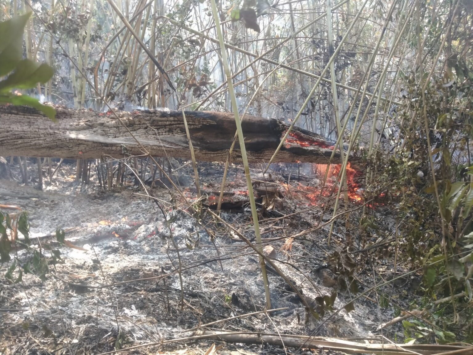 Theo báo cáo, cháy rừng đang xảy ra ngoài tầm kiểm soát trên hàng trăm ha đất ở nhiều vùng khác nhau của Lào, nhà chức trách phải nỗ lực kiểm soát để hạn chế thiệt hại trong bối cảnh thời tiết nắng nóng tiếp tục diễn ra.  Hiện tại, các nhà chức trách lo ngại rằng các đám cháy, với nguyên nhân chủ yếu là do người nông dân đốt rẫy để chuẩn bị gieo trồng có thể trở nên tồi tệ hơn do thiếu thiết bị chữa cháy.  Hơn 400 binh sĩ, tình nguyện viên cứu hộ khẩn cấp và người dân địa phương đã hợp tác kiểm soát đám cháy rừng tại núi Phou Khao Khuay ở quận Pakngum, Vientiane, ước tính có ít nhất 300 ha đất bị ảnh hưởng.  Huyện trưởng Pakngum, ông Kongmy Sisamout, cho biết chính quyền đã kêu gọi thêm các thiết bị cần thiết để giúp dập tắt đám cháy. Các nỗ lực đang tập trung vào việc ngăn chặn ngọn lửa lan đến các điểm tham quan du lịch gần đó như Tad Tham Pha, Tad Vangluang Taleo và Nam Pien Yorlapa.  Trước đó vào năm 2018, huyện Pakngum cũng bị thiệt hại khoảng 200 ha đất trong một vụ cháy rừng. Các đám cháy rừng năm nay bùng phát vào tháng 1 và tháng 2 và đã được dập tắt bốn lần, nhưng một đám cháy khác lại bắt đầu vào tháng này.  Cũng liên quan đến vấn đề này, một đám cháy rừng ở huyện Sangthong đã diễn ra trong 7 ngày và nỗ lực dập tắt nó cho đến nay vẫn chưa thành công. Chính quyền địa phương đã điều động lực lượng cứu hỏa đến hỗ trợ dập lửa đang lan rộng tại khu vực vườn quốc gia Phou Phanang, hậu quả của các đám cháy được cho là nguyên nhân dẫn đến hiện tượng sương mù bụi ô nhiễm nghiêm trọng ở thành phố Vientiane trong nhiều ngày qua.  Tại tỉnh Luang Prabang, nhà chức trách huyện Viengkham cũng đang huy động lực lượng để kiểm soát đám cháy rừng phòng hộ Phoukou, khu vực rừng quân sự và là khu bảo tồn rừng của huyện Viengkham.  Trong bối cảnh thời tiết khô và nóng, với nhiệt độ lên tới 39-40 độ C, cháy rừng và hoả hoạn và một trong các rủi ro hàng đầu ở nhiều địa phương ở Lào. Tuần trước, hai người ở Lào đã chết khi bị mắc kẹt trong bụi rậm cháy sau khi đốt lửa để dọn đất trồng lúa mà không có sự phối hợp tốt về thông tin.  Tình trạng cháy rừng gây ô nhiễm khiến nhà chức trách đã khuyến cáo người dân tránh các hoạt động ngoài trời và đeo khẩu trang khi ra ngoài.
