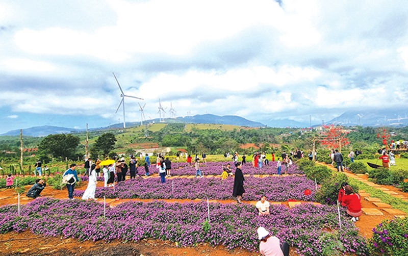 Khách du lịch đến tham quan, chụp ảnh lưu niệm tại Vườn hoa chân trời của gia đình anh Nguyễn Văn Đức - Ảnh: T.T