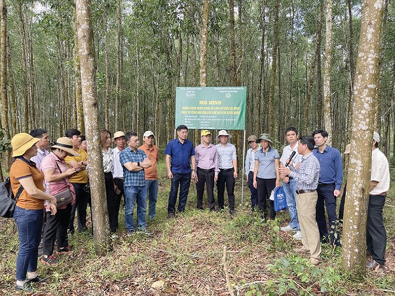 Tham quan mô hình trồng rừng gỗ lớn phục vụ vùng nguyên liệu chế biến và xuất khẩu của Hợp tác xã Cam Thủy, huyện Cam Lộ - Ảnh: H.T