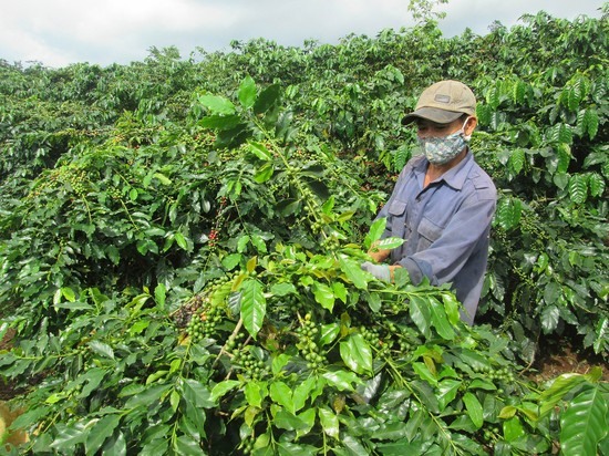 Mô hình tái canh cây cà phê bằng phương pháp thâm canh trồng mới cho năng suất cao -Ảnh: L.A