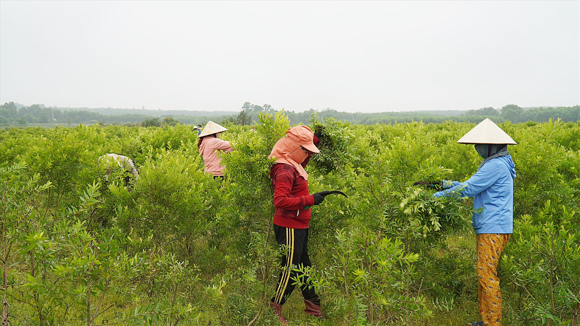 Nông dân xã Cam Thủy đang thu hoạch tràm năm gân-Ảnh: Anh Vũ