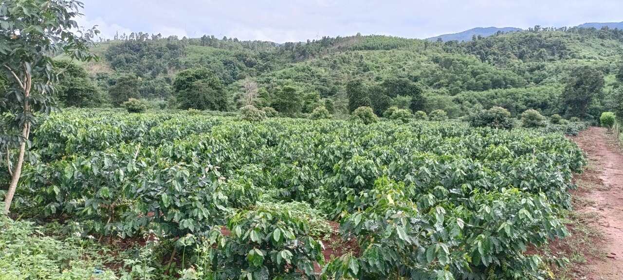 Vườn cà phê ở xã Hướng Phùng sau 3 năm tái canh phát triển xanh tốt cho năng suất cao -Ảnh: N.Đ.P