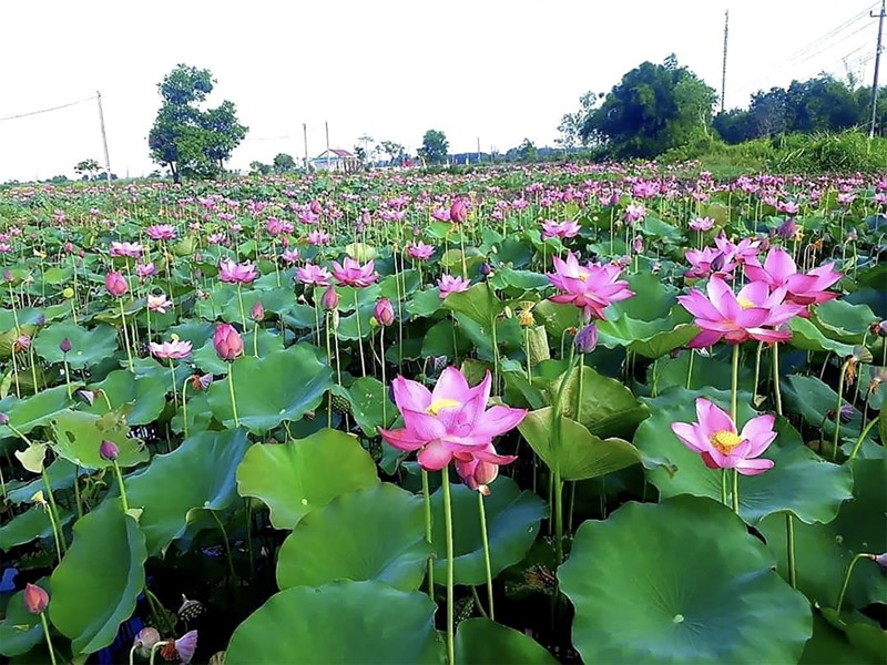 Diện tích trồng sen ở xã Triệu Sơn, Triệu Phong đang được mở rộng -Ảnh: P.V