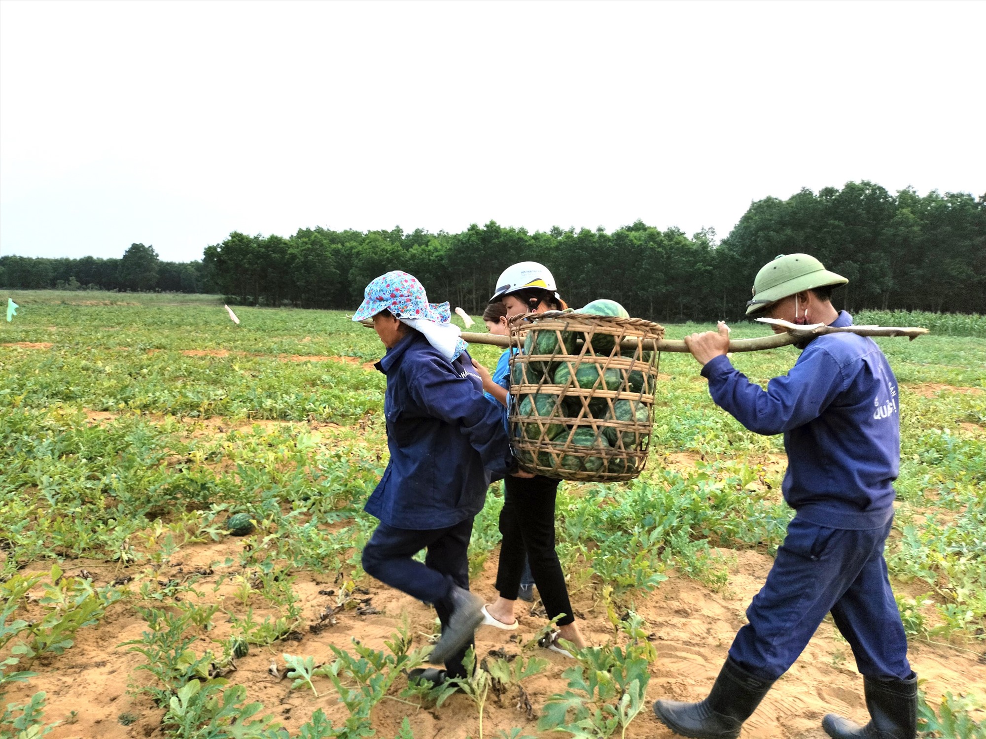 Người dân Vĩnh Tú tập trung thu hoạch dưa hấu đề phòng thời tiết diễn biến bất lợi - Ảnh: Nguyễn Trang