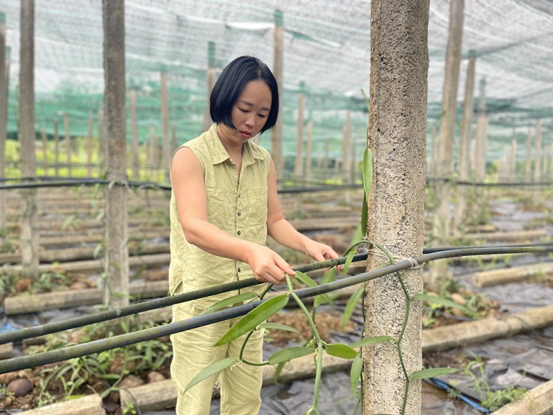 Chị Võ Thị Liên theo dõi sát sao quá trình phát triển của cây Vanilla tại xã Kim Thạch, huyện Vĩnh Linh -Ảnh: N.T