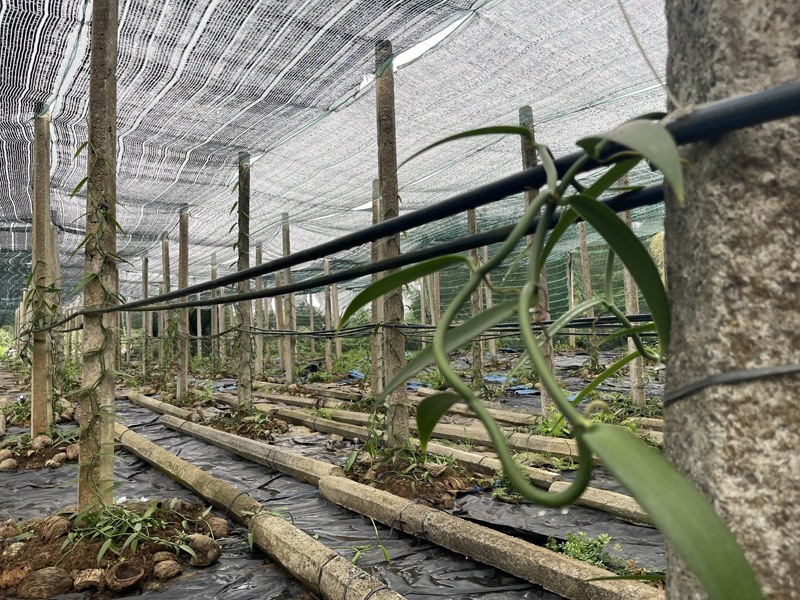 Vườn Vanilla được cấp nước từ hệ thống tưới tiết kiệm tự động áp dụng công nghệ Israel -Ảnh: N.T