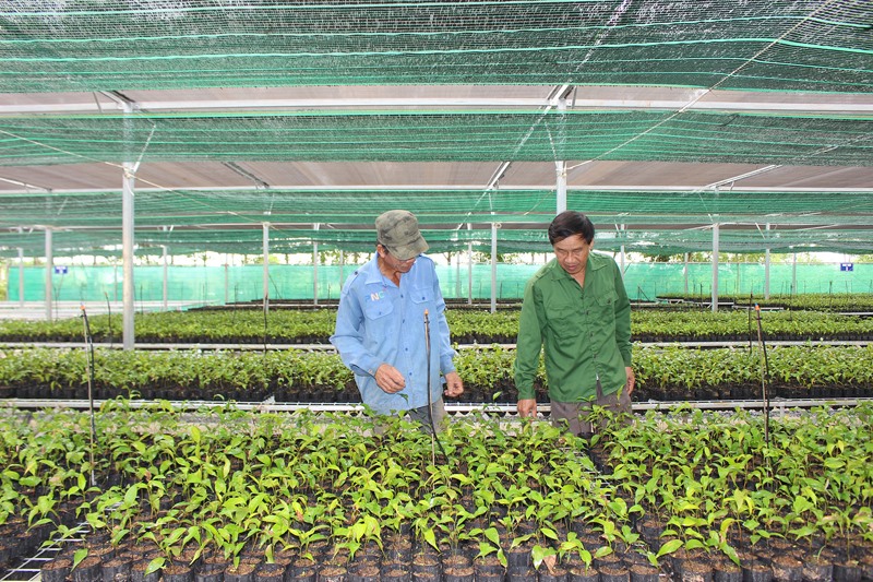 Vườn ươm giống cây lâm nghiệp của ông Lê Văn Quý, ở huyện Cam Lộ chuyên ươm giống cây bản địa phục vụ trồng rừng - Ảnh: T.T