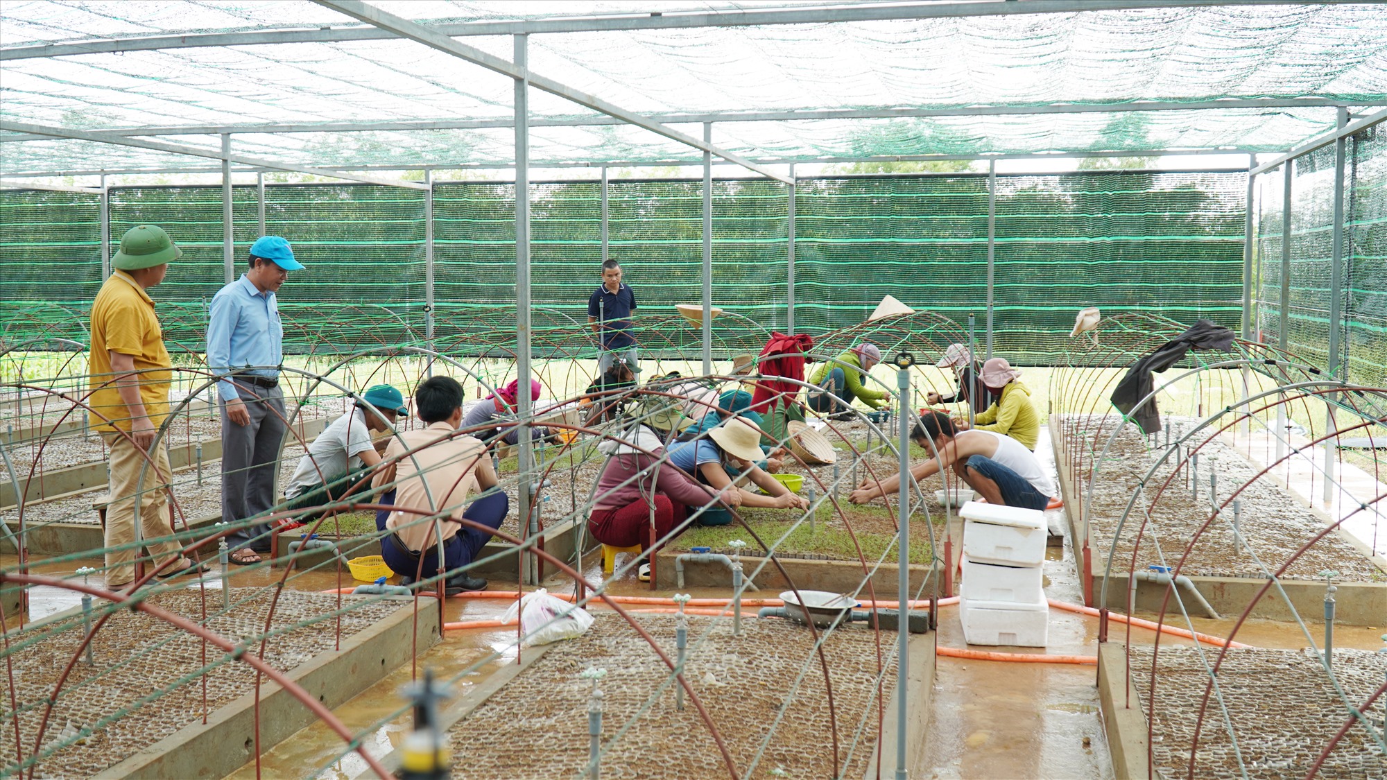 Xã viên HTX Lâm nghiệp bền vững Keo Sơn đang cấy cây giống keo lai mầm vào bầu -Ảnh: Anh Vũ