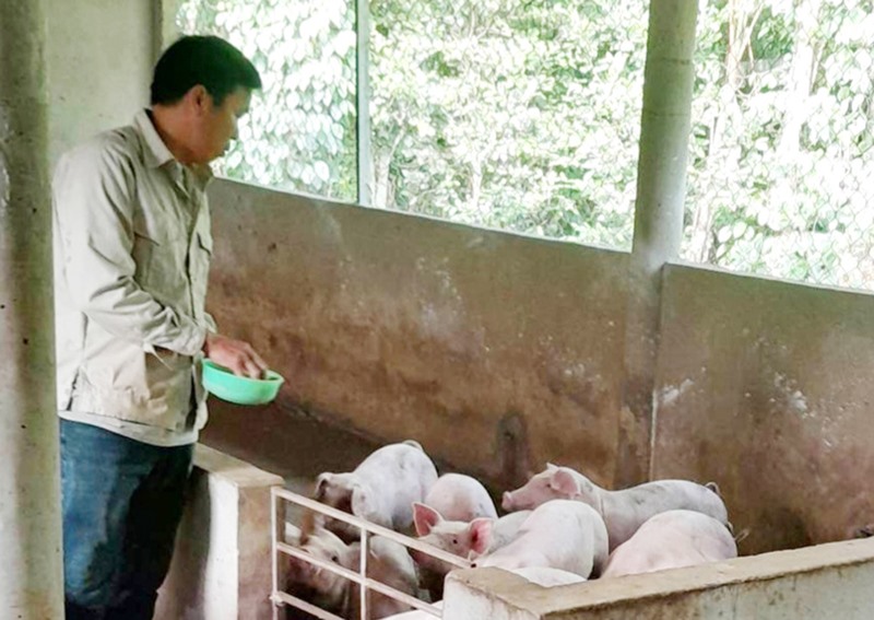 Cựu chiến binh Nguyễn Đôn Thành được vay vốn chăn nuôi lợn để phát triển kinh tế gia đình -Ảnh: TÚ LINH