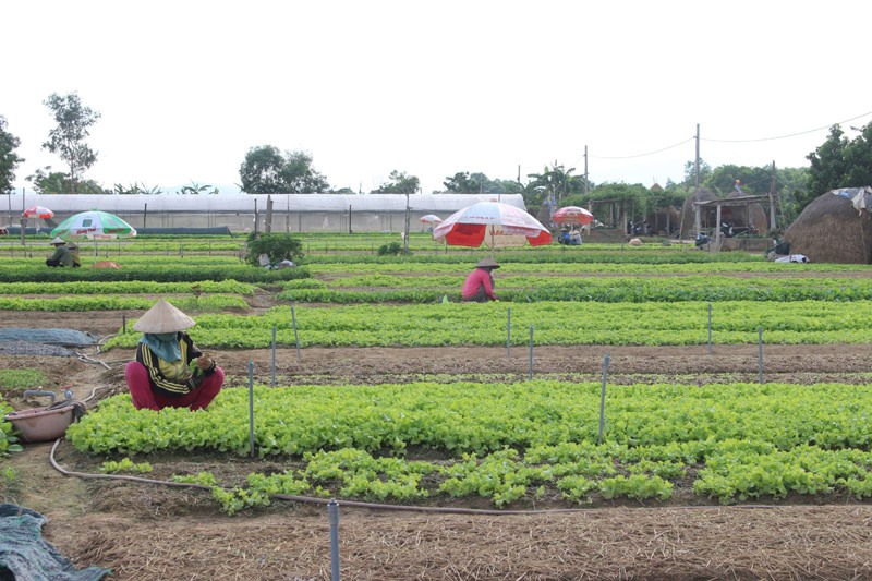 Người trồng rau ở Đông Thanh tập trung sản xuất rau an toàn, theo tiêu chuẩn VietGAP để gia tăng giá trị sản xuất- Ảnh: B.B