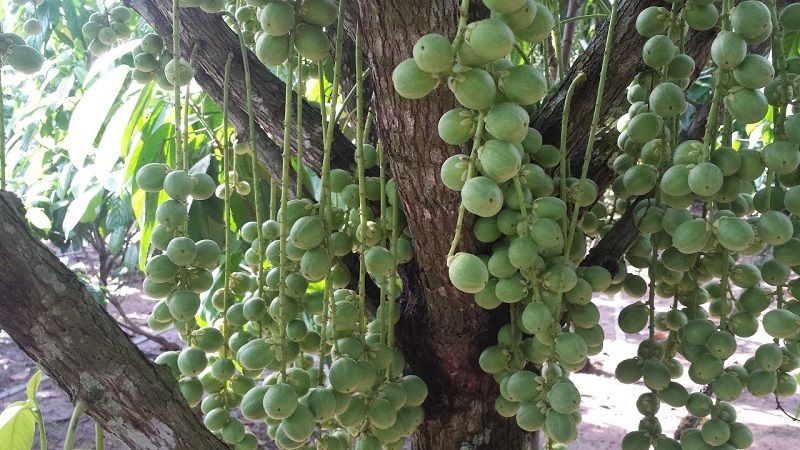 Trái dâu da - loại trái cây đặc trưng của mùa Hè của xứ miệt vườn.