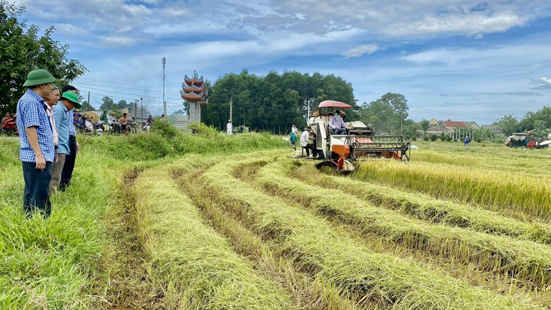 Nông dân Triệu Phong tranh thủ thời tiết thuận lợi, đẩy nhanh tiến độ thu hoạch lúa vụ đông xuân 2022 - 2023- Ảnh: N.T