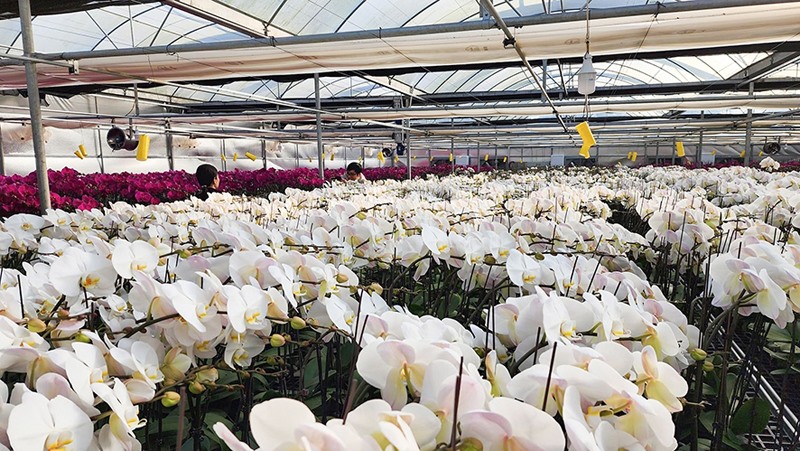 Ứng dụng công nghệ vào sản xuất hoa lan ở Hướng Hóa -Ảnh: V.T.H