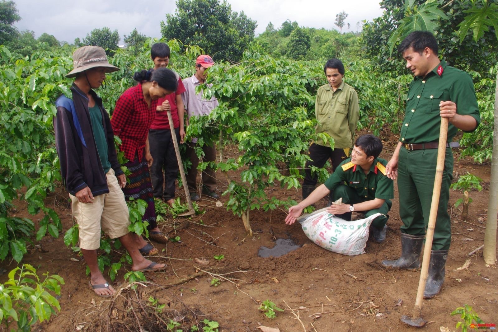 Bộ đội “Ba ba bảy” hướng dẫn đồng bào kỹ thuật chăm sóc cây cà phê- Ảnh: Q.H