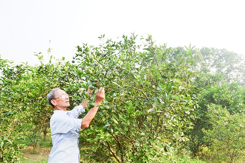 Ông Nguyễn Văn Hồng chăm sóc vườn cây ăn quả ở Khe Lấp, Phường 3, TP. Đông Hà - Ảnh: ĐV