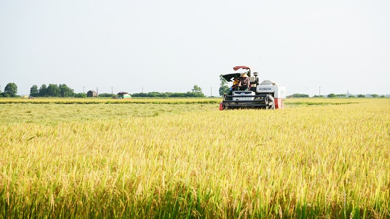 Các địa phương tập trung máy móc, nhân lực đểđẩy nhanh tiến độ thu hoạch lúa vụ đông xuân -Ảnh: L.A