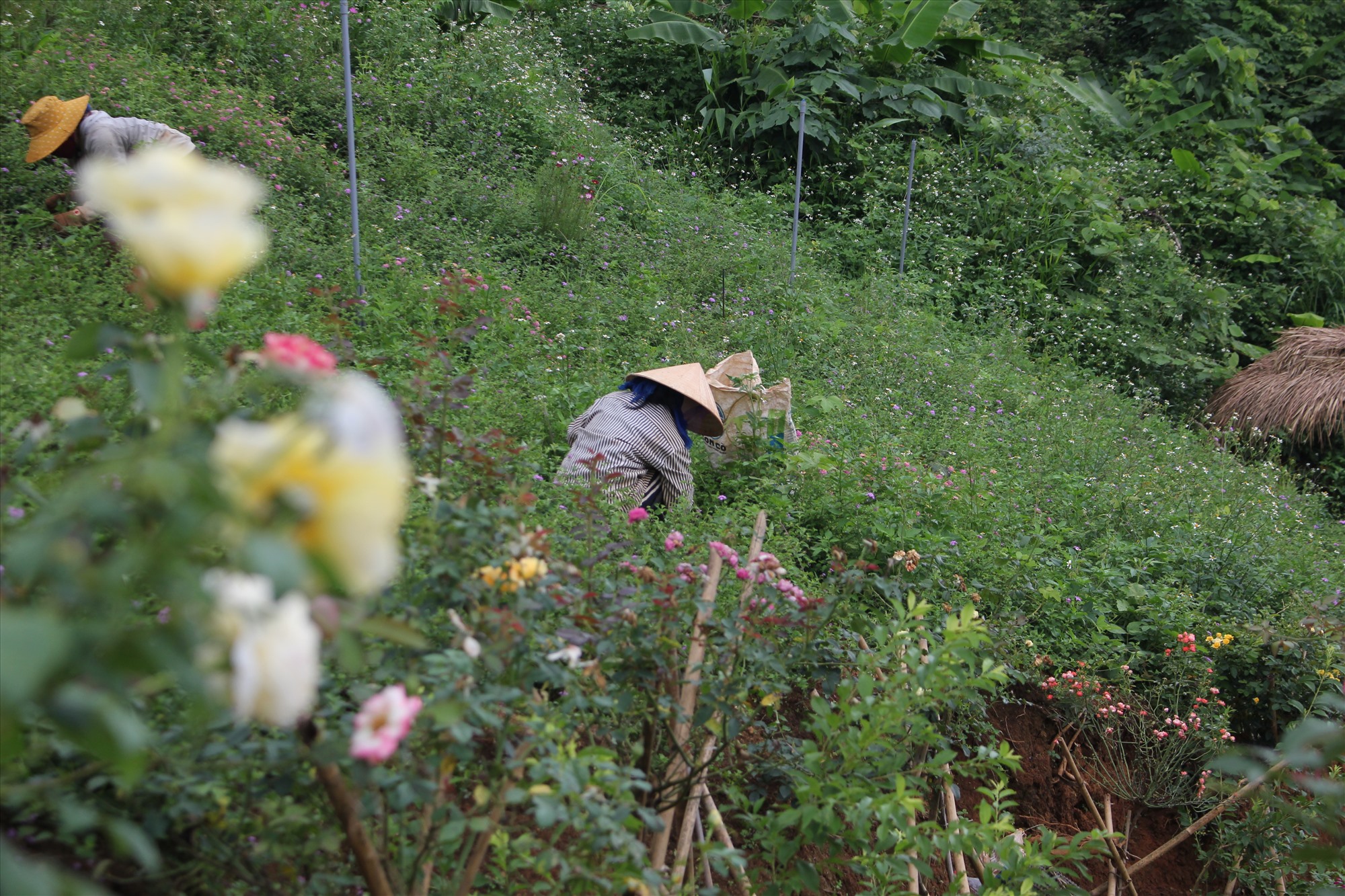 Những nhân viên ở Rose Farm tích cực cãi tạo đất chăm sóc hoa để luôn mang cho du khách một cảm giác tuyệt với khi đến đây