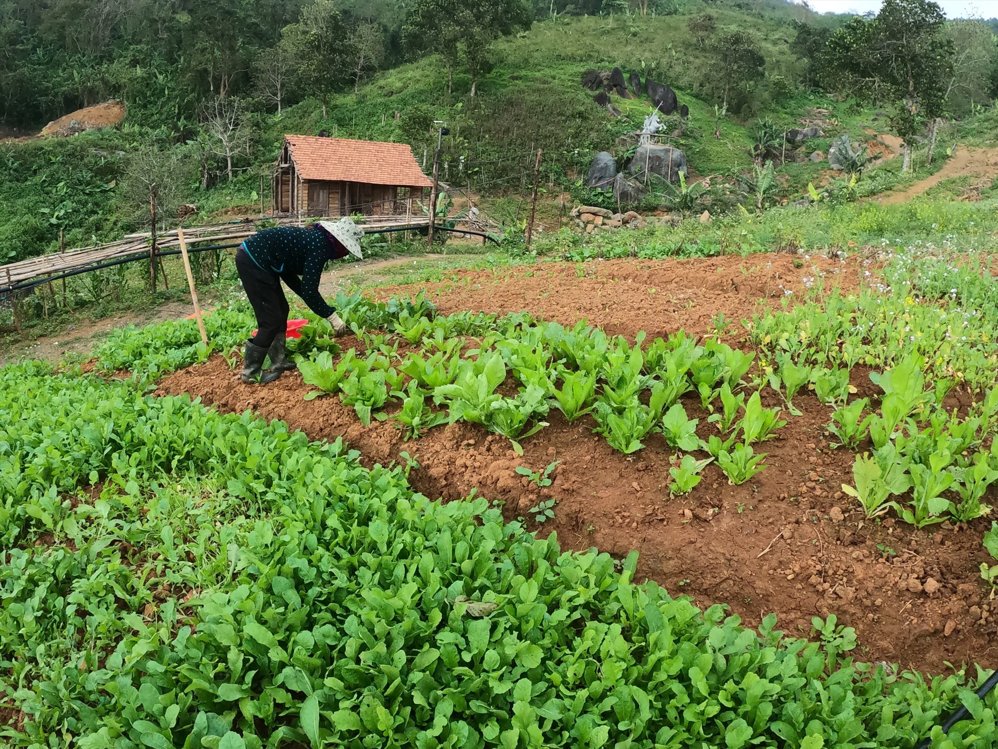 Ở Rose Farm du khách được tham quan vườn nông nghiệp