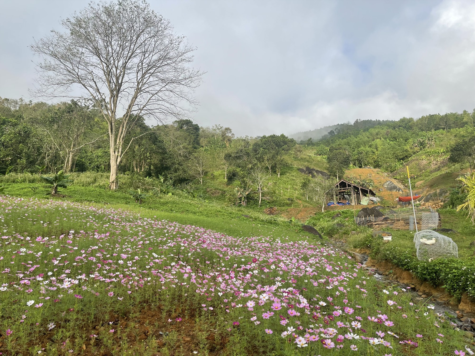 Rose Farm luôn mang lại cho du khách một cảm giác bình yên khó tả