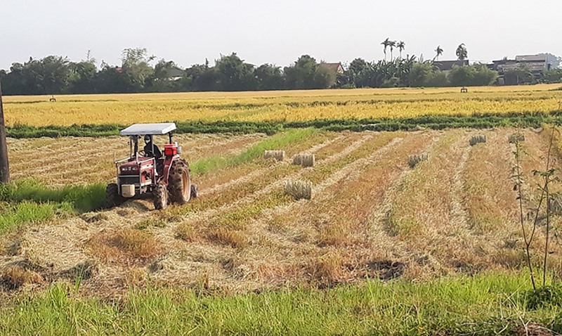 Thu gom rơm sau thu hoạch lúa ở Triệu Phong để sử dụng làm phân bón và thức ăn chăn nuôi -Ảnh: T.V