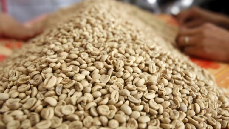 El Nino đe dọa sản lượng ngành cà phê chủ lực của Việt Nam, với một báo cáo cảnh báo sản lượng có thể giảm tới 20% vào năm 2023. Ảnh: Reuters