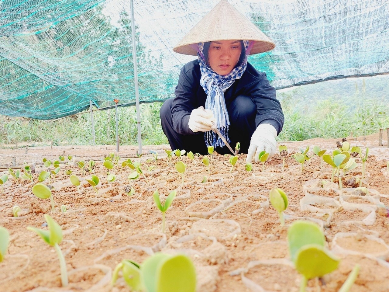 Chị Lương Ngọc Trâm, Công ty TNHH Pun Coffee (xã Hướng Phùng, huyện Hướng Hóa) bên những mầm non cho dự án trồng rừng phát triển du lịch cộng đồng.