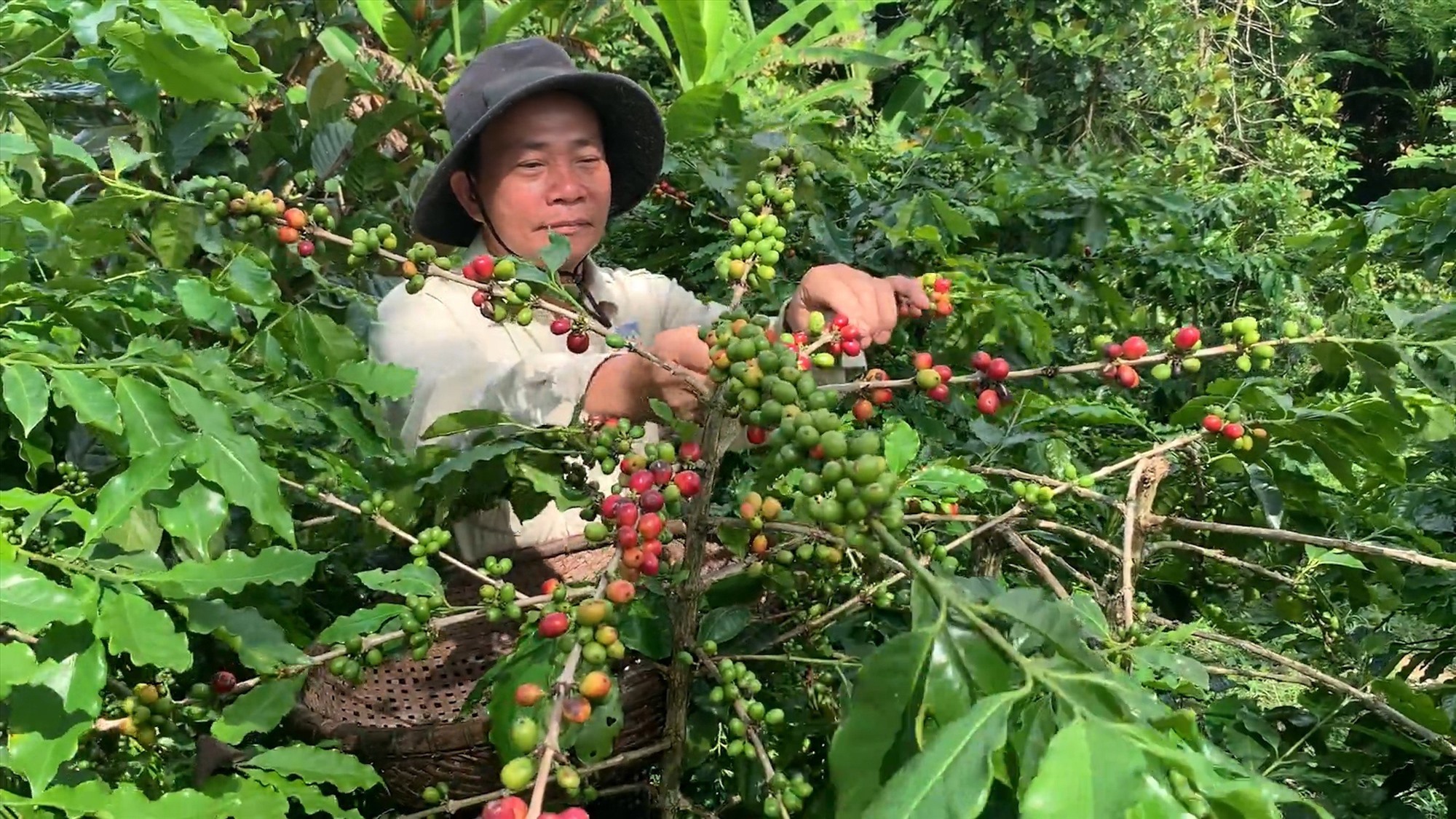 Nông dân Văn Viết Long ở Xa Ry, Hướng Phùng thu hoạch cà phê