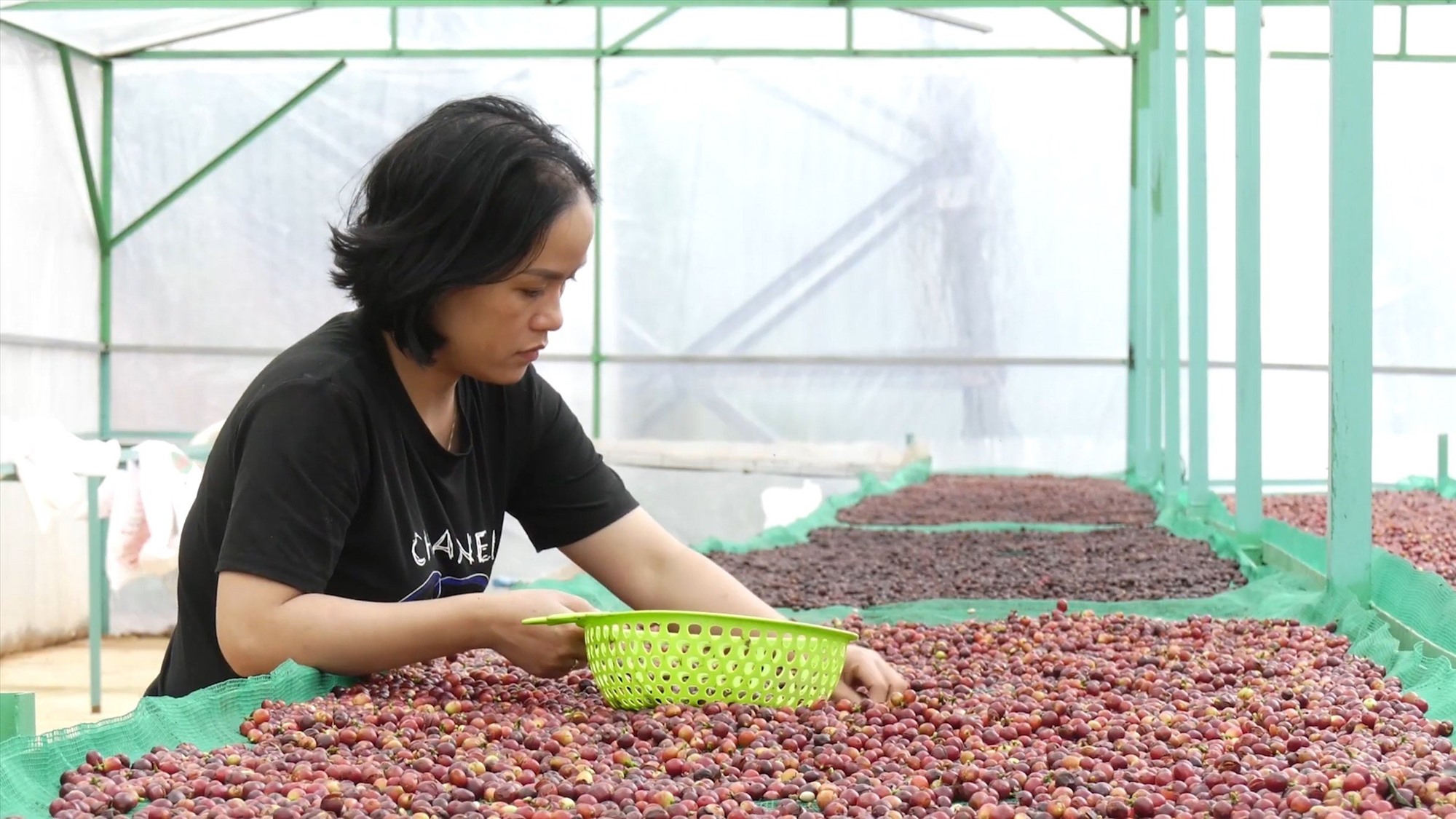 Chị Lương Thị Ngọc Trâm (Pun Coffee), người nuôi khát khao đưa cà phê Khe Sanh vươn ra thế giới