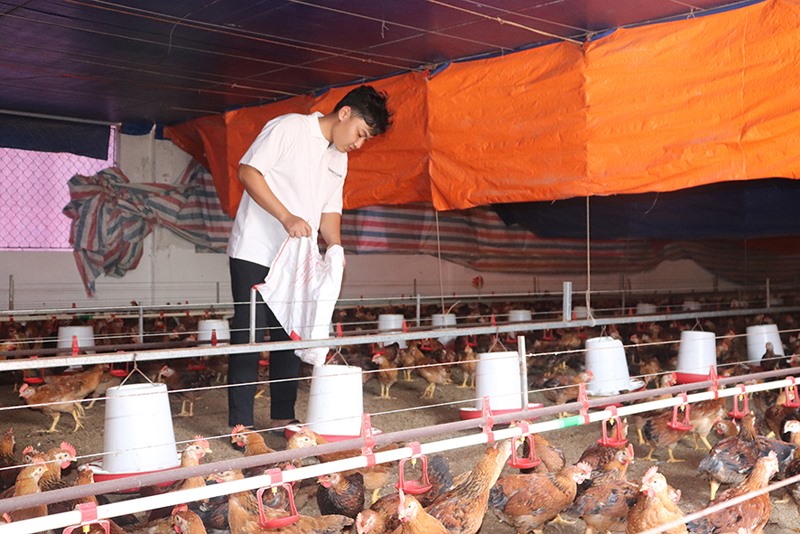 Anh Trương Bá Linh cẩn thận trong từng công đoạn chăn nuôi để gà phát triển khỏe mạnh - Ảnh: T.P