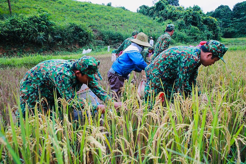 Bộ đội Biên phòng giúp người dân vùng biên giới thu hoạch lúa - Ảnh: T.L
