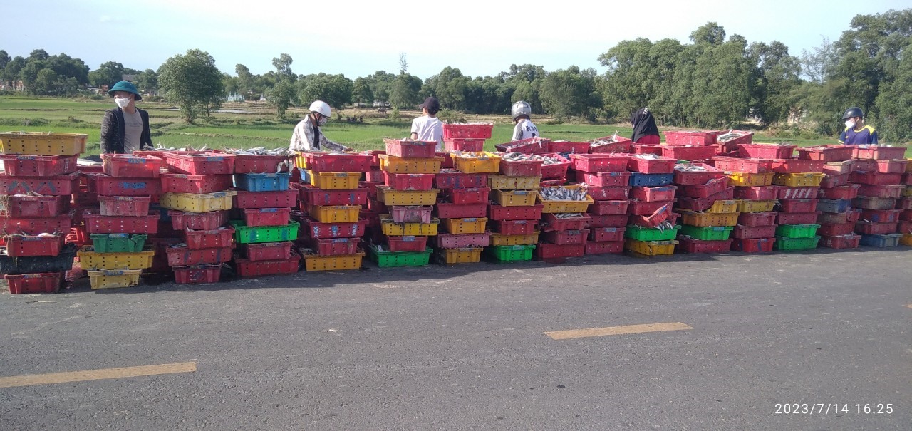 Người dân Quảng Trị giúp tài xế thu gom 5 tấn cá bị đổ ra ruộng do lật xe. Ảnh: V.P