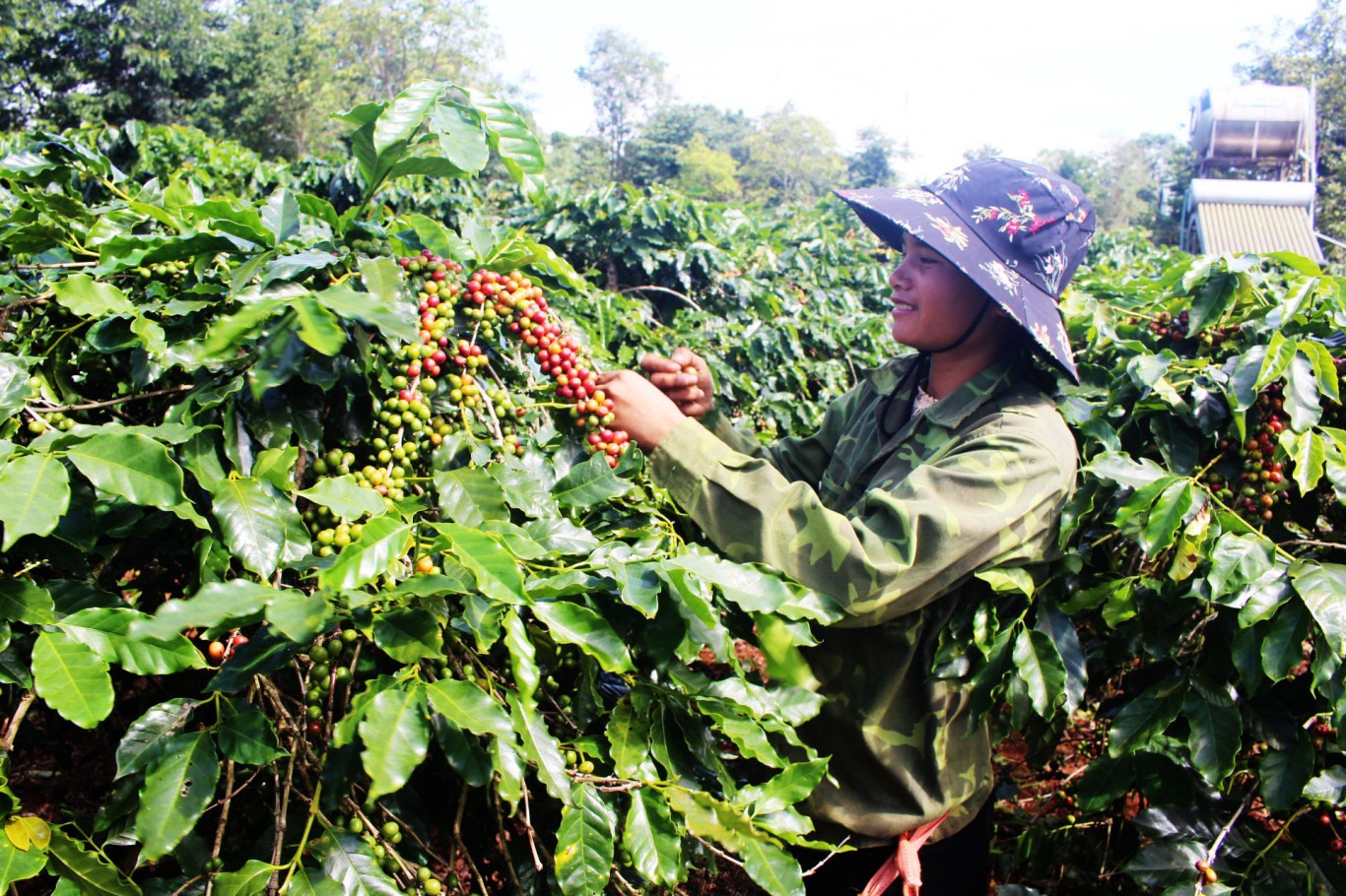 Thu hoạch cà phê ở xã Hướng Phùng, huyện Hướng Hóa - Ảnh: T.H