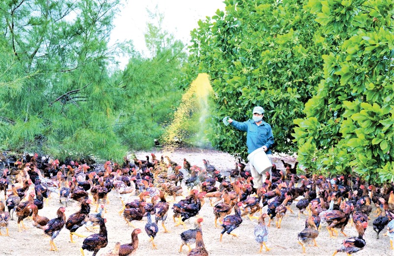 Mô hình nuôi gà lai đá, gà ri của nông dân mang lại hiệu quả kinh tế cao trên vùng cát hoang hóa xã Trung Giang (huyện Gio Linh) - Ảnh: H.A