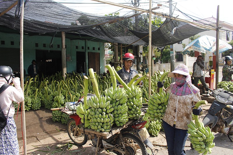Cây chuối là sản phẩm nông sản chủ lực của huyện Hướng Hóa được thị trường ưa chuộng -Ảnh: N.T.H