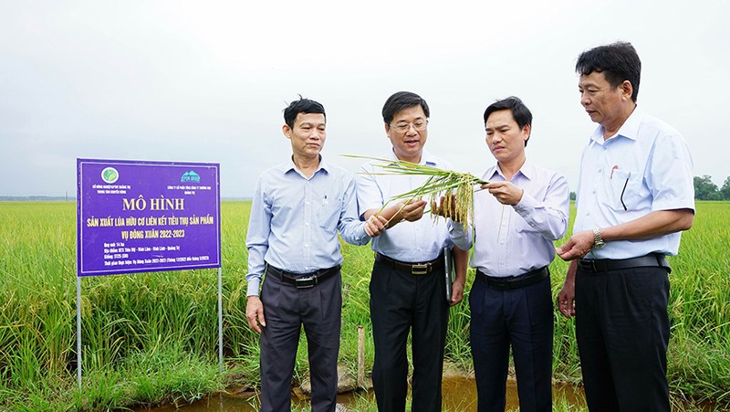 Mô hình sản xuất lúa hữu cơ liên kết tiêu thụ sản phẩm tại HTX Tiên Mỹ, xã Vĩnh Lâm, huyện Vĩnh Linh cho năng suất bình quân đạt 65 tạ/ha - Ảnh: L.A
