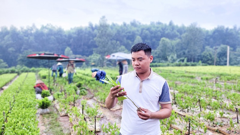 Anh Võ Long Thành là người tiên phong xây dựng vườn ươm giống cây lâm nghiệp công nghệ cao ở Quảng Trị -Ảnh: N.T