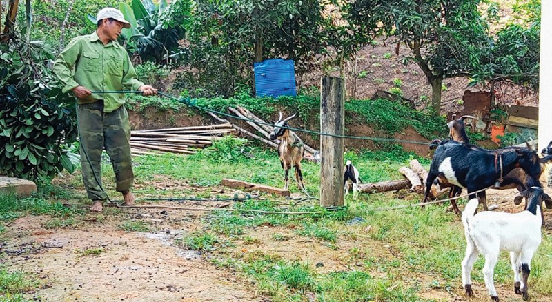 Anh Hồ Văn Qúy có đàn gia súc nhiều nhất thôn Chênh Vênh - Ảnh: T.T