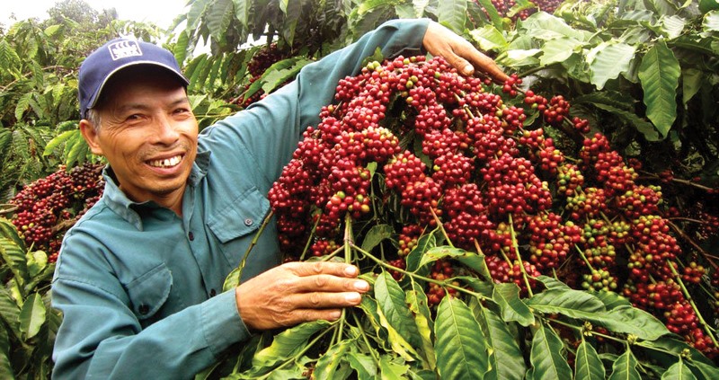 Cây cà phê mang lại nguồn thu nhập ổn định cho người dân Hướng Phùng - Ảnh: T.T