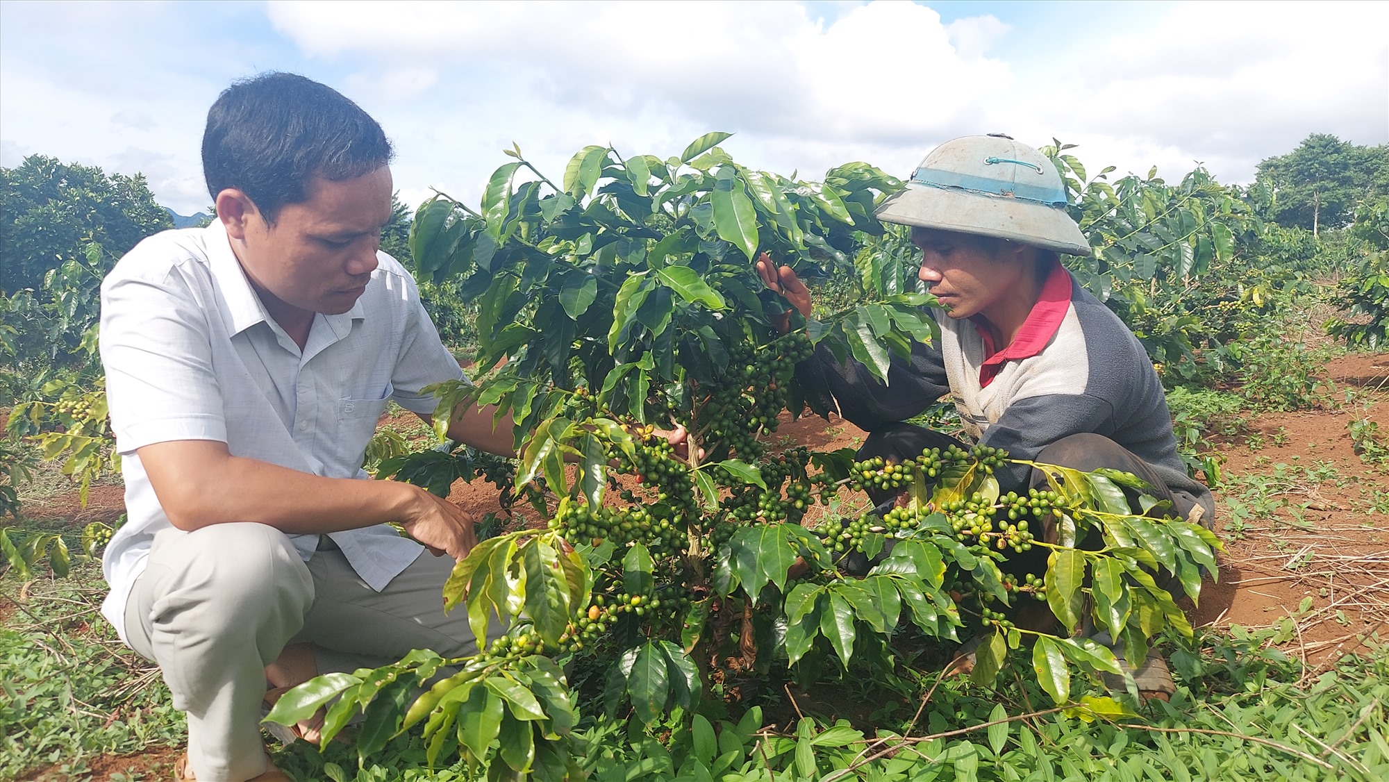 Cà phê Arabica phù hợp đặc trưng khí hậu, thổ nhưỡng huyện Hướng Hóa nên phát triển tốt và cho mùi vị thơm ngon, đặc trưng - Ảnh: Lê Trường