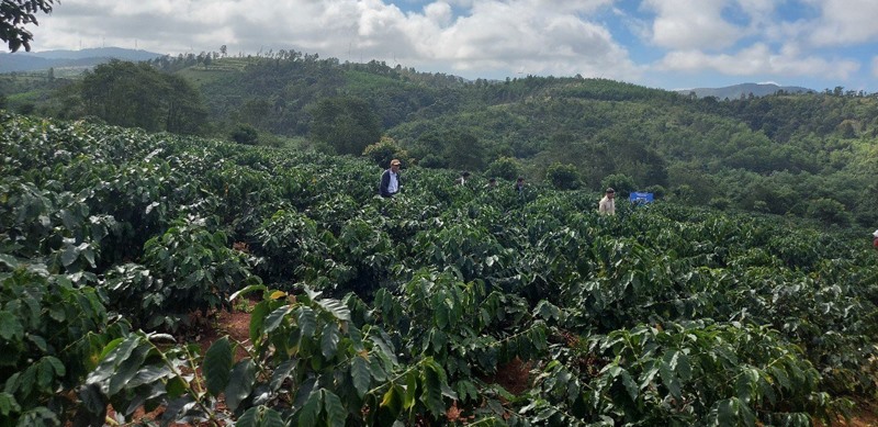 Vườn cà phê tái canh trồng mới tại xã Hướng Phùng, huyện Hướng Hóa-Ảnh: L.A