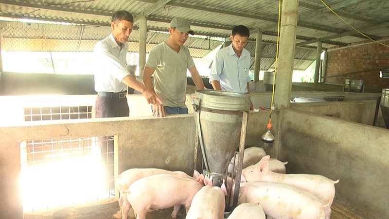 Anh Ngô Thế Biên (giữa) giới thiệu về mô hình chăn nuôi lợn của gia đình -Ảnh: M.H