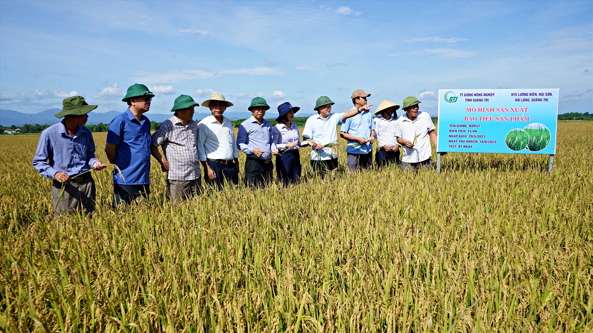 Phó Chủ tịch Thường trực UBND tỉnh Hà Sỹ Đồng kiểm tra mô hình sản xuất bao tiêu sản phẩm giống lúa BDR57 giữa Trung tâm Giống nông nghiệp Quảng Trị và Hợp tác xã Lương Điền - Ảnh: L.A