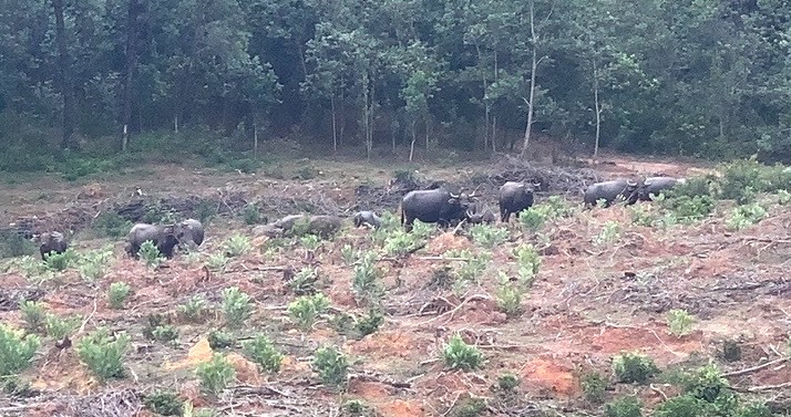 Đàn trâu hoang dẫm đạp cây rừng ở khu vực Khe Lấp, Phường 3, TP. Đông Hà. Ảnh: V.P