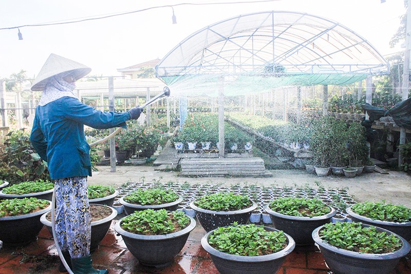 Nghề trồng hoa mang lại thu nhập cao cho nhiều nông dân ở phường Đông Giang, TP. Đông Hà -Ảnh: T.T