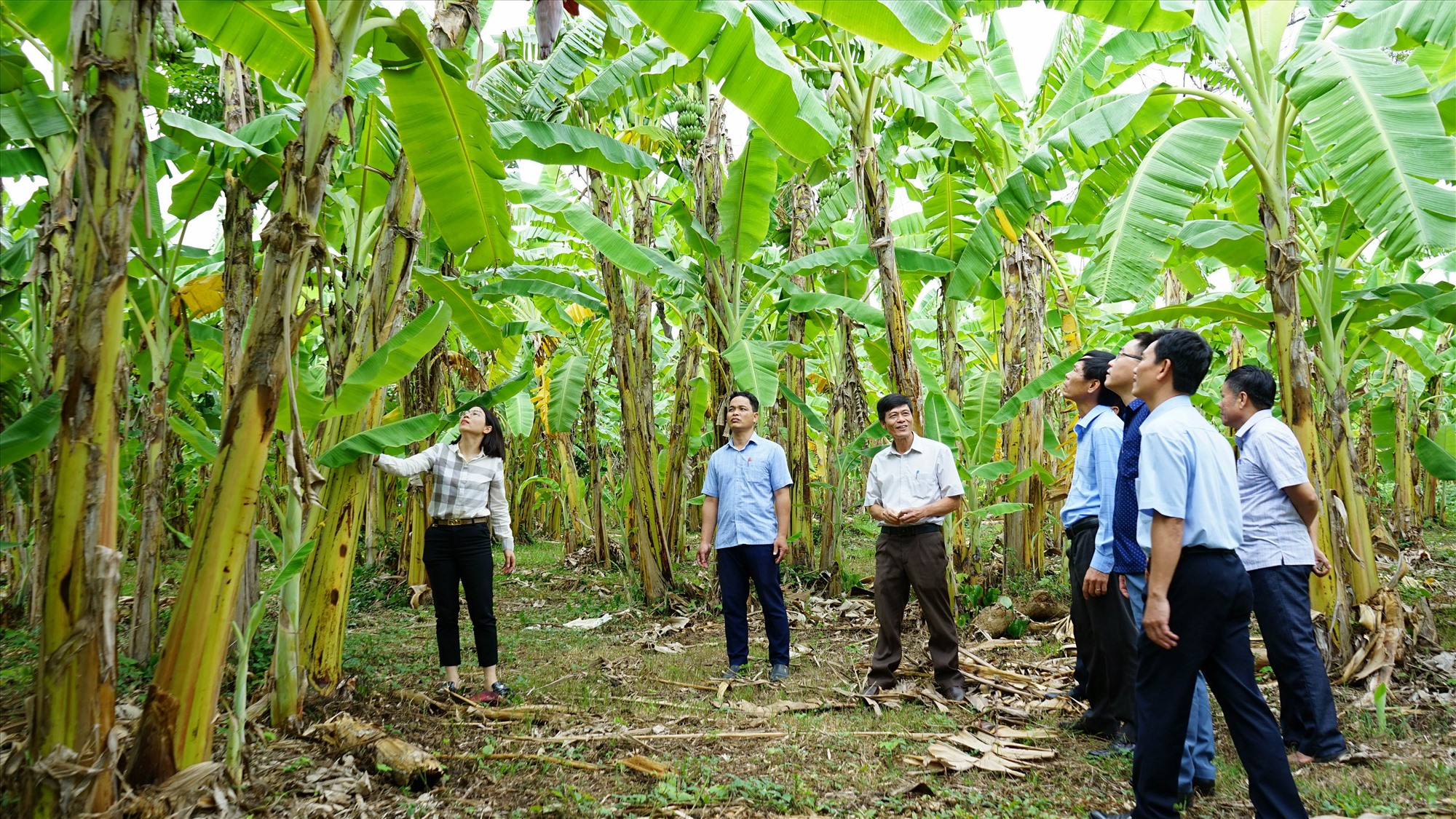 Vùng trồng chuối được cấp mã số xuất khẩu tại xã Thuận, huyện Hướng Hóa - Ảnh: L.A