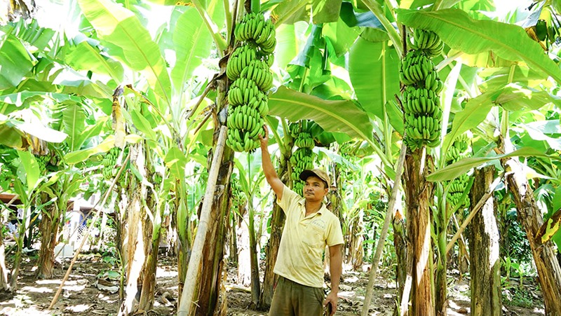 Hộ ông Tia ở xã A Ngo triển khai mô hình trồng chuối tiêu hồng mang lại hiệu quả kinh tế cao -Ảnh:T.A.M