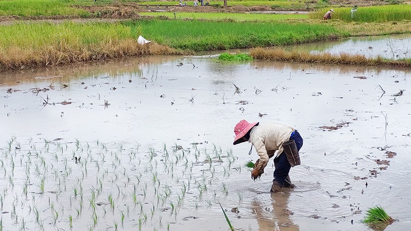 Phát triển diện tích lúa nước ở huyện Hướng Hóa -Ảnh: N.T.H