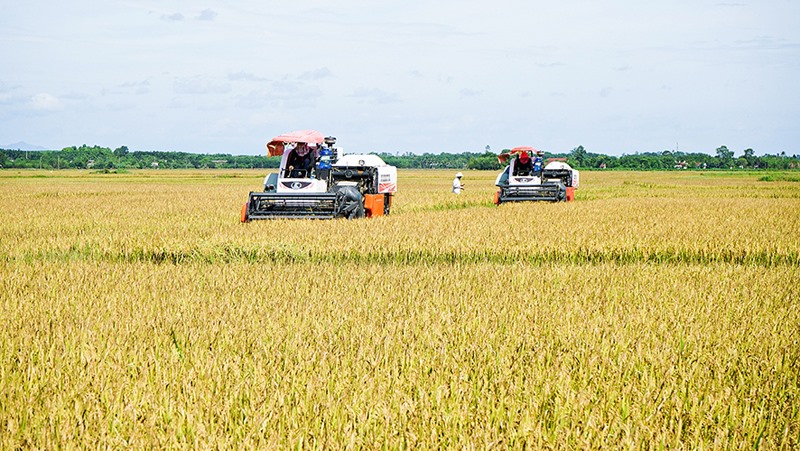 Các địa phương trong tỉnh huy động máy móc để đẩy nhanh tiến độ thu hoạch lúa hè thu - Ảnh: L.A