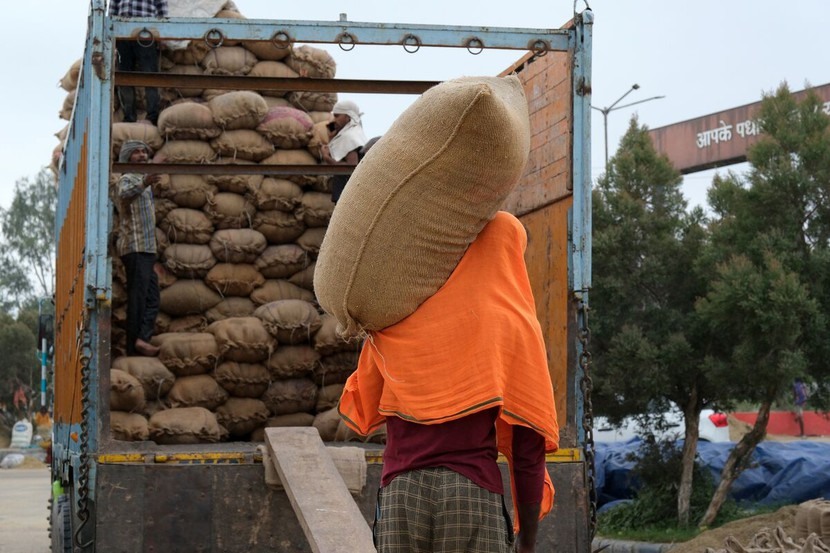 Một công nhân đang chất bao gạo ở Ambala, Ấn Độ. Ảnh: Bloomberg