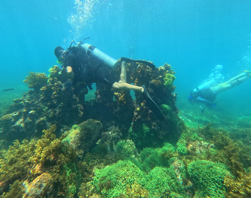 Các thợ lặn biển khảo sát môi trường ở địa bàn Ban Quản lý Khu Bảo tồn biển đảo Cồn Cỏ quản lý - Ảnh: Q.H